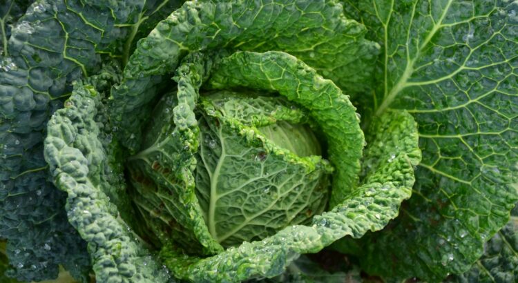 Detailed image of vibrant green cabbage with dew drops highlighting freshness and growth.